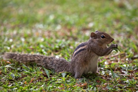 Palm squirrel