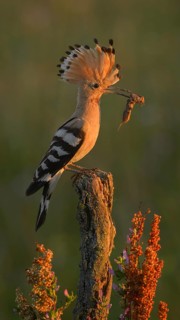 Hoopoe