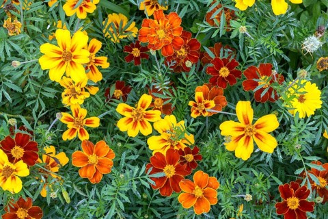 Yellow and orange marigolds