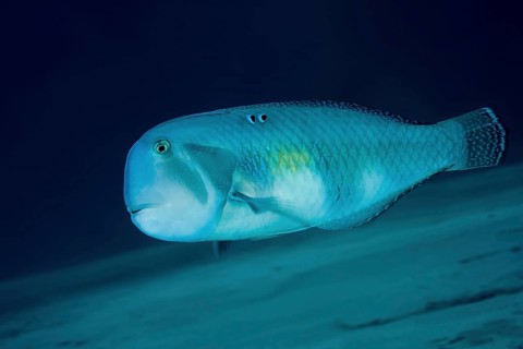 Pearly Razorfish