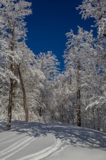 Snow covered forest