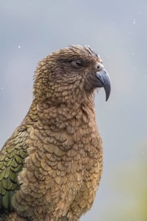 Kea