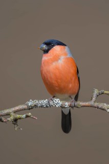 Bullfinch