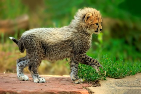 Sudan Cheetah