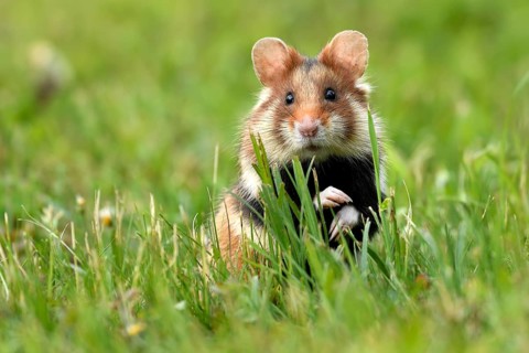 European hamster