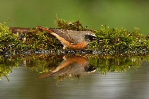 Common redstart