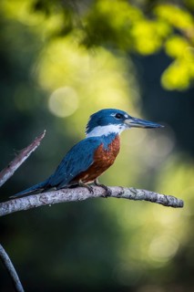 Ringed kingfisher