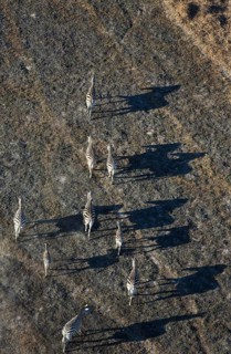 Burchell's Zebra