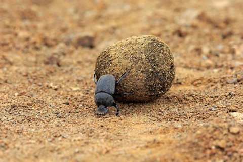 Dung beetle