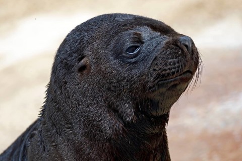 South American sea lion
