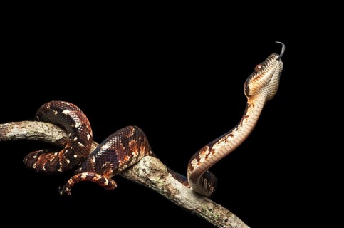 Malagasy Tree Boa