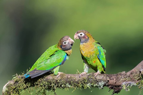 Brown-hooded Parrots