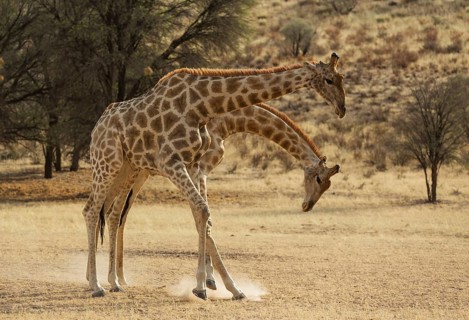 Southern Giraffe
