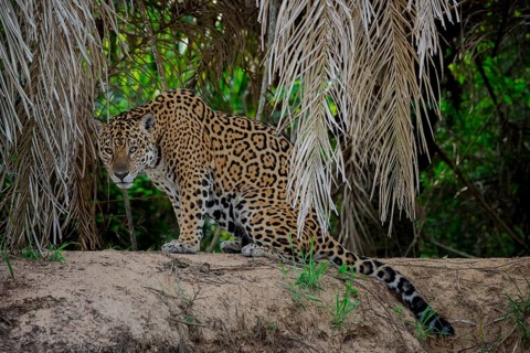 Jaguar