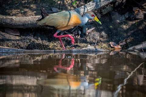 Grey-necked wood rail