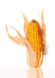 Maize
