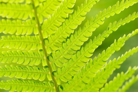 Ostrich fern