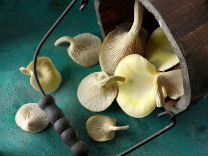 Golden oyster mushrooms