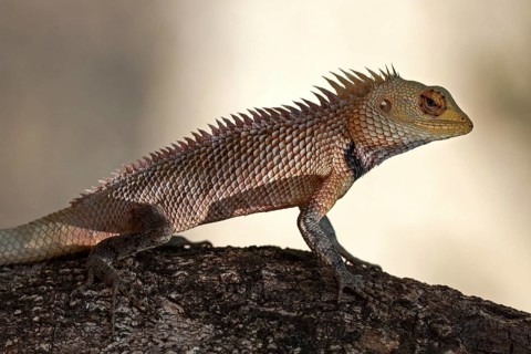 Oriental garden lizard