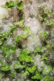 Fluffy tufts of seeds from silverleaf poplar