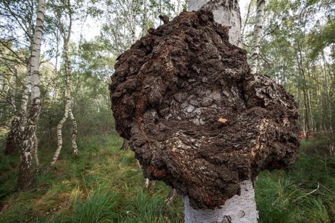 Canker on a moor birch