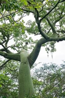 Ceiba Tree