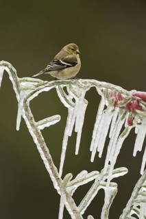 American Goldfinch