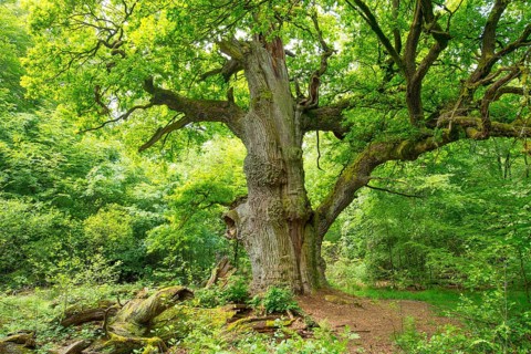 Old English oak