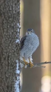 Northern goshawk