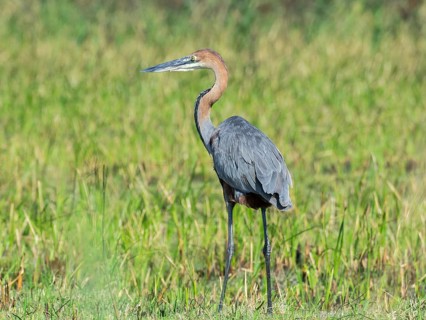 Purple Heron