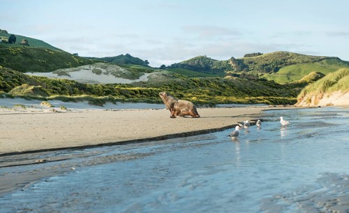 New Zealand sea lion