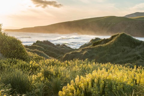 Blooming yellow lupines