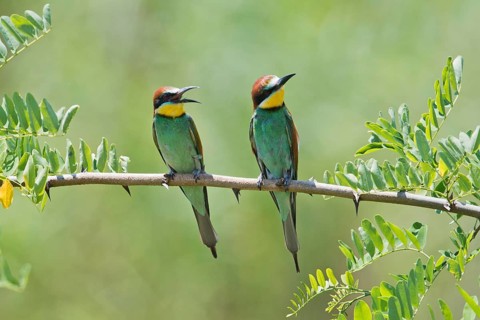 European bee-eaters
