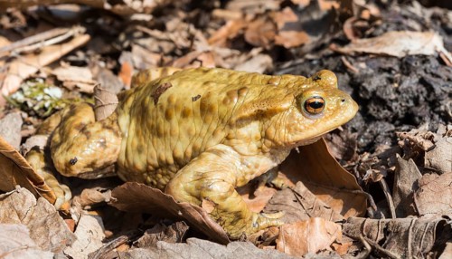 Common toad