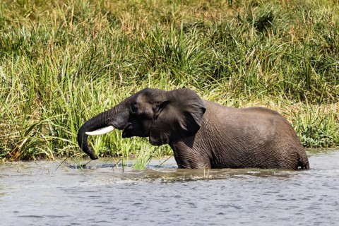 African elephant