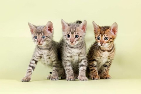 Breedcat Toyger