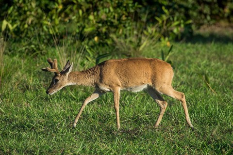 Pampas deer