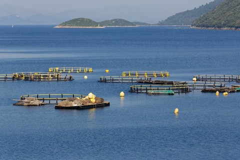 Fish farming Riba Mljet