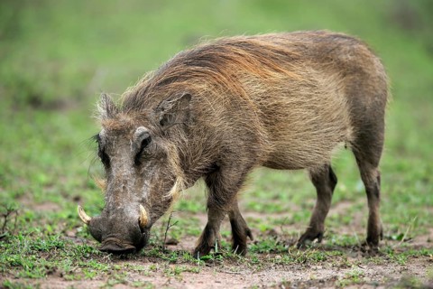 Warthog