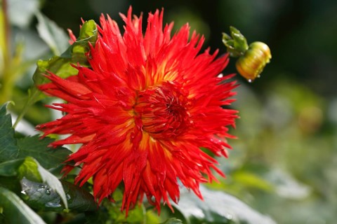 Deer antler dahlia variety Cheyenne