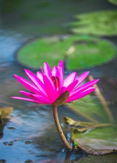 Pink Blossom