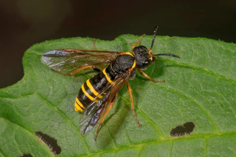 Leaf wasp