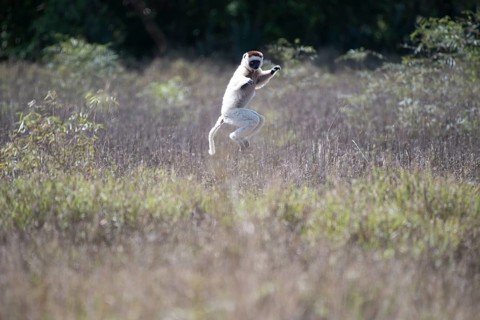 Dancing Verreaux's sifaka