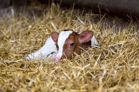 Small calf after birth lying in the straw