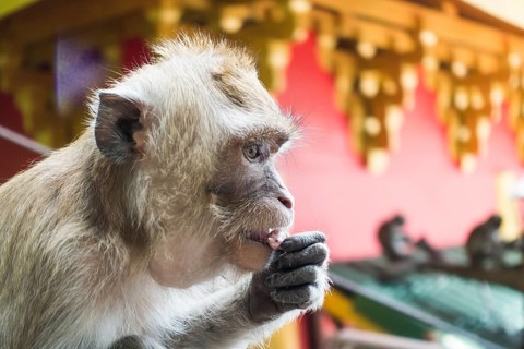Monkey