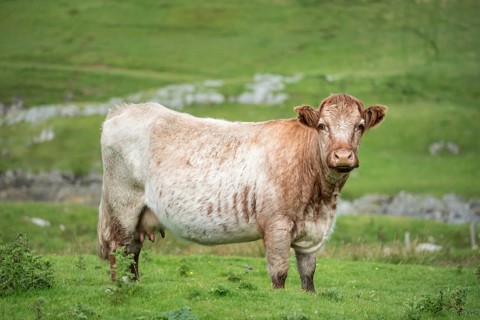 Cow