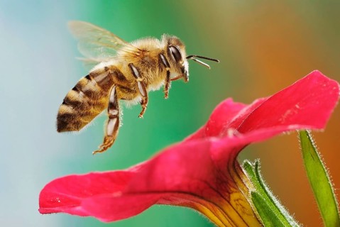 Western or European honey bee