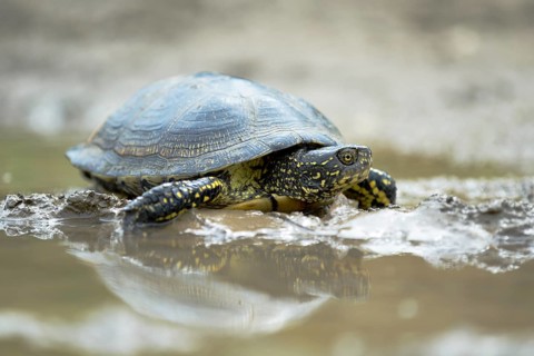 European pond turtle