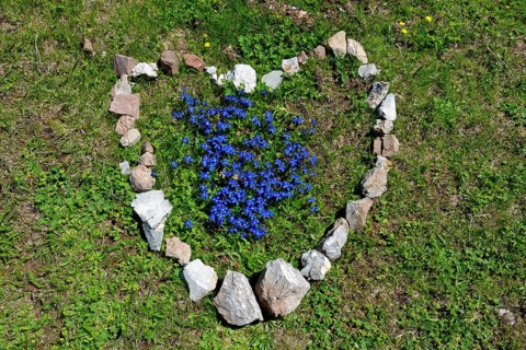 Spring gentian