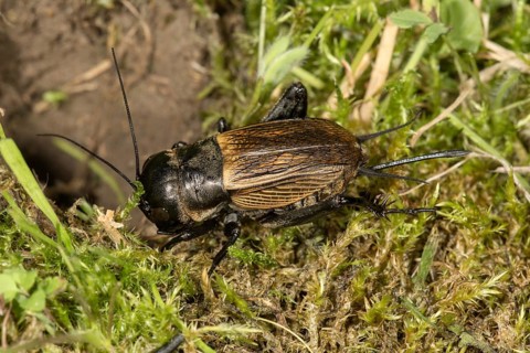 Field cricket